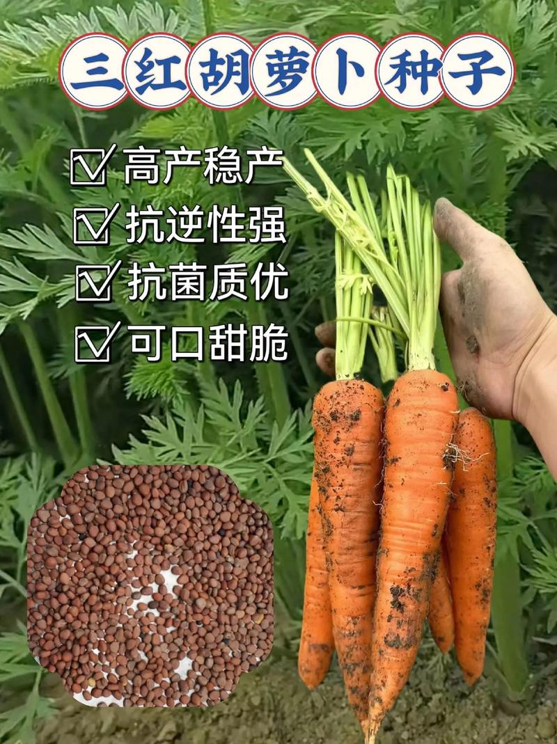 胡萝卜子怎么种植技术-图1