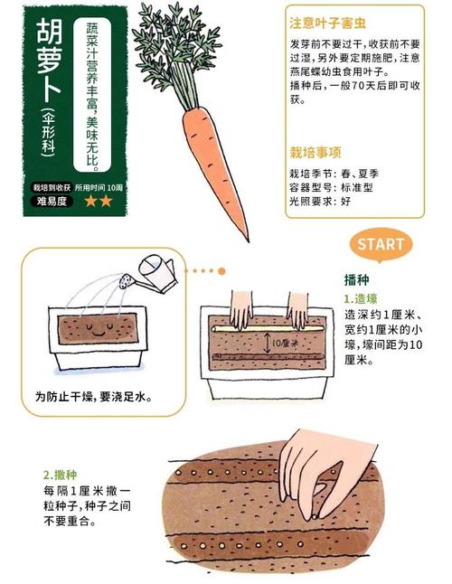 胡萝卜子怎么种植技术-图2