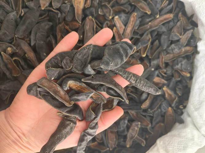 药用水蛭哪个品种更好-图3