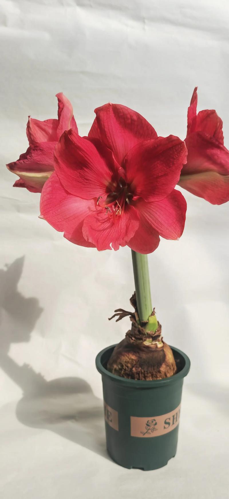 朱顶红最便宜品种是哪个？-图1