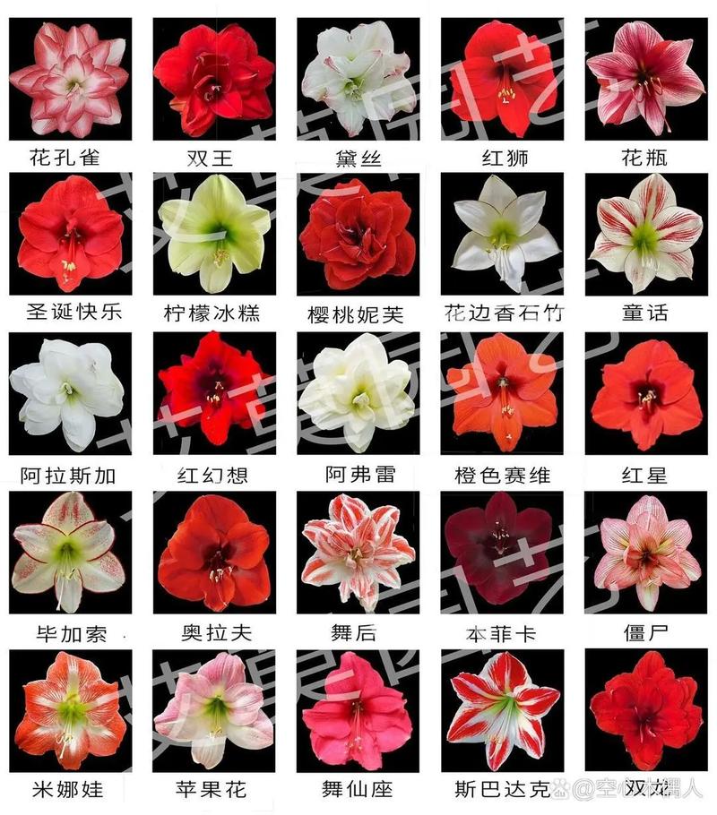 朱顶红最便宜品种是哪个？-图2