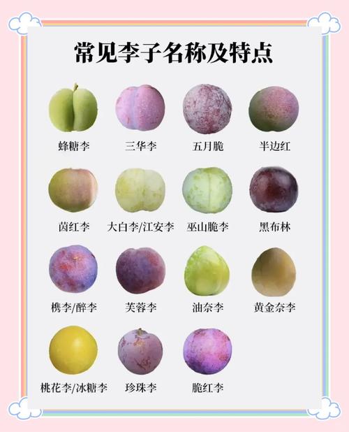 最好的李子品种是什么-图2