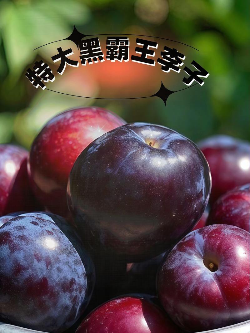 最好的李子品种是什么-图3