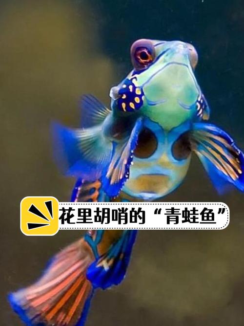 海水青蛙鱼价格多少？图片长啥样？-图2