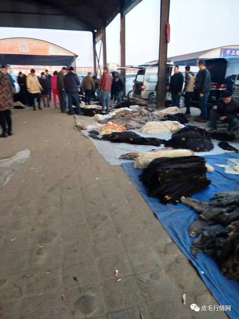 全国尚村皮毛最新价格是多少？-图3