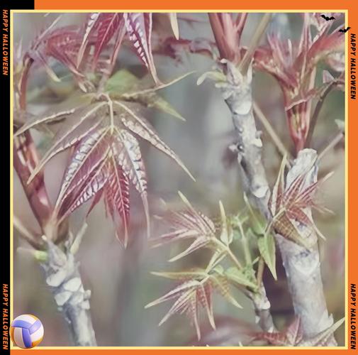 香椿芽苗菜怎么种才高产?-图2 香椿芽苗菜怎么种才高产?-图2