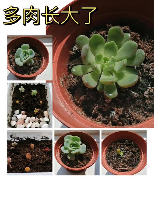 多肉扦插技术要点有哪些?-图1 多肉扦插技术要点有哪些?-图1