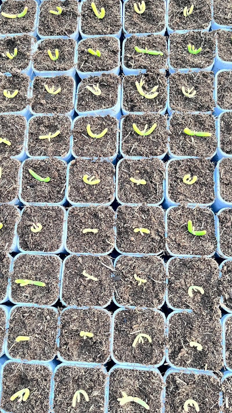 多肉扦插技术要点有哪些?-图2 多肉扦插技术要点有哪些?-图2