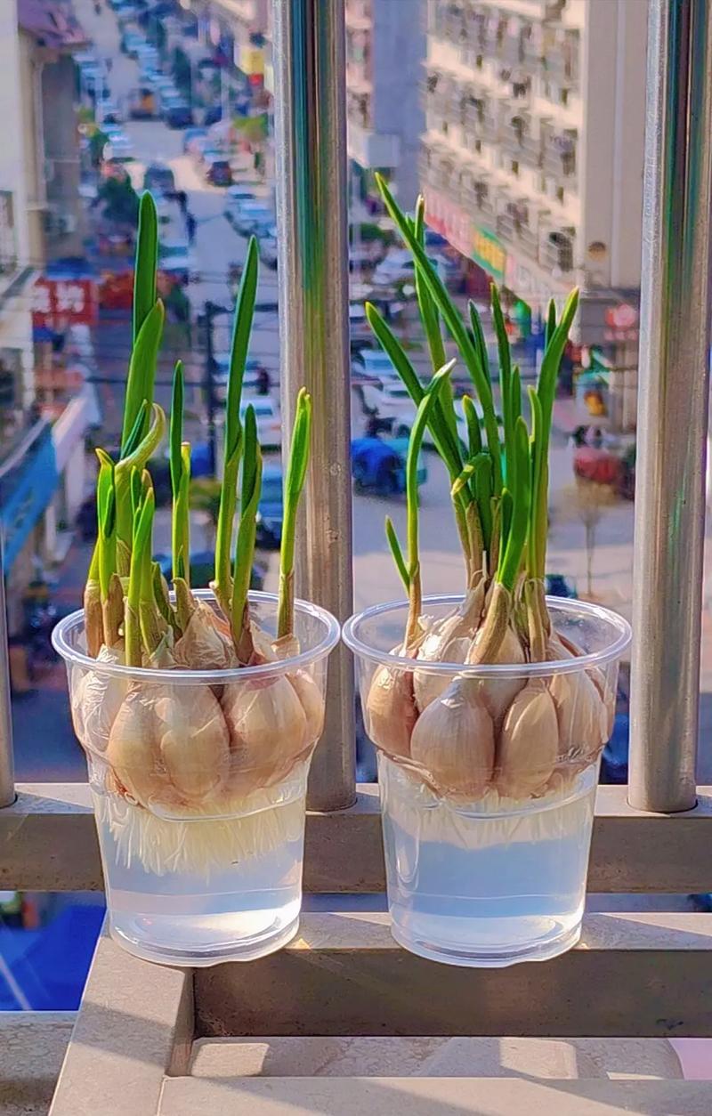 夏季蒜苗怎么种？视频教你关键技巧！-图2