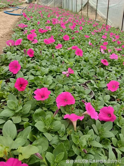 矮牵牛紫红是什么品种-图2