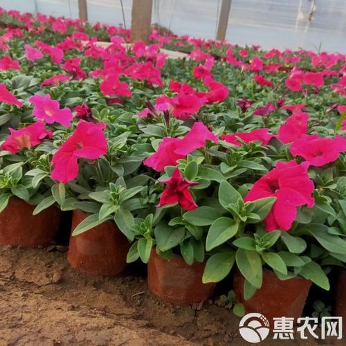 矮牵牛紫红是什么品种-图3