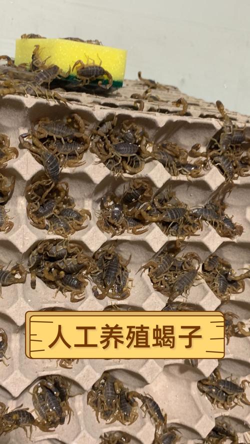 蝎子养殖技术利润分析-图1
