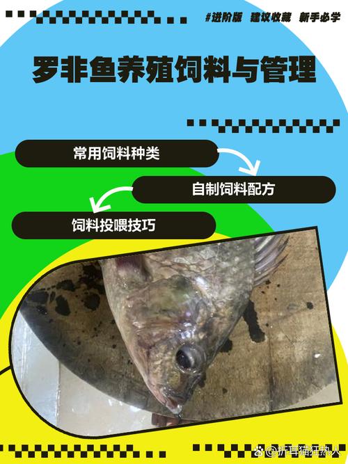 罗非鱼低成本养殖技术-图1 罗非鱼低成本养殖技术-图1