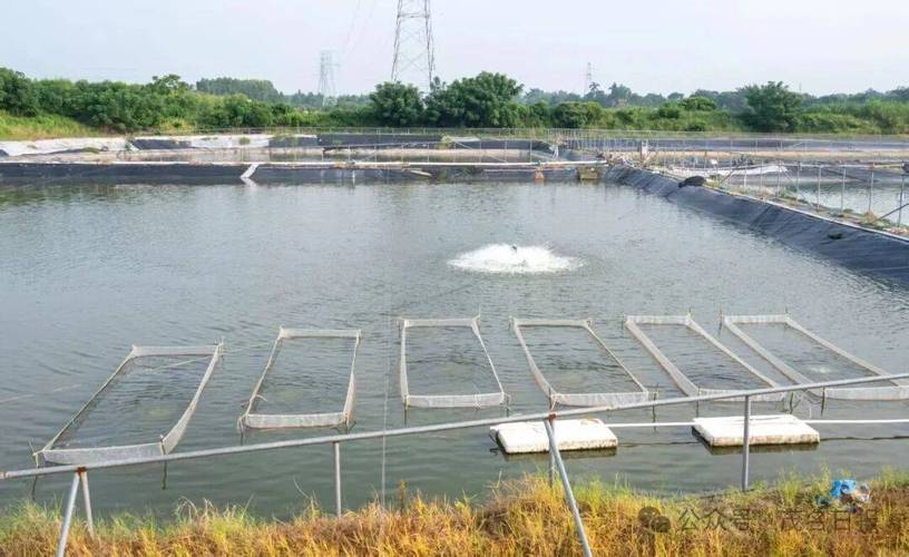 罗非鱼低成本养殖技术-图2 罗非鱼低成本养殖技术-图2