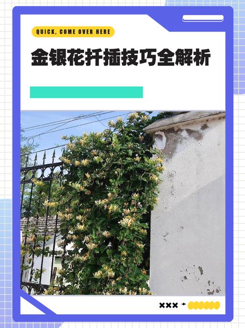 金银花繁植技术有哪些关键要点?-图1 金银花繁植技术有哪些关键要点?-图1