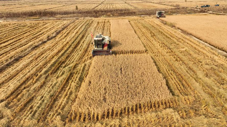 水稻稻田管理技术视频-图2 水稻稻田管理技术视频-图2