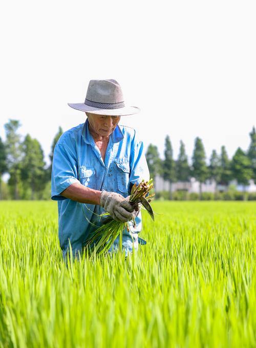 水稻稻田管理技术视频-图1 水稻稻田管理技术视频-图1