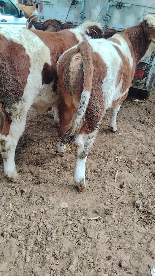 自繁自养牛的品种一定最好吗？-图1