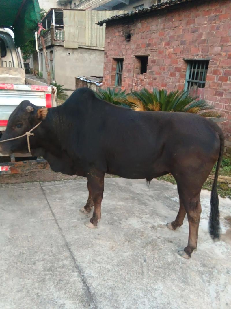 自繁自养牛的品种一定最好吗？-图2