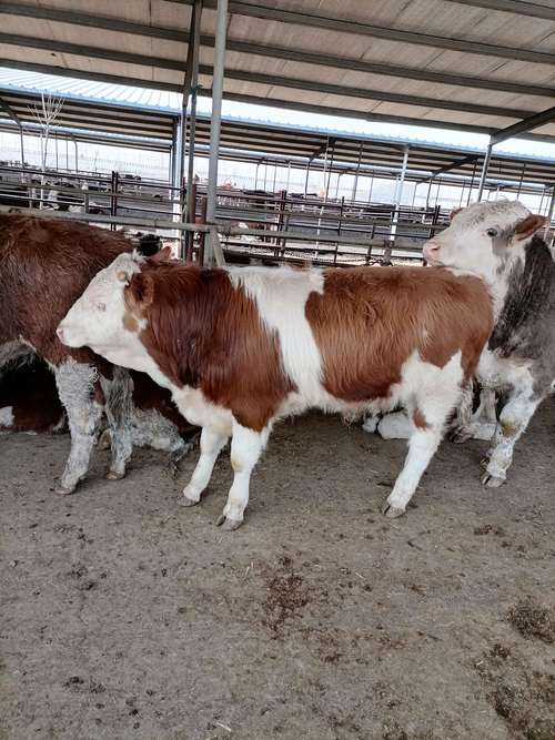 自繁自养牛的品种一定最好吗？-图3