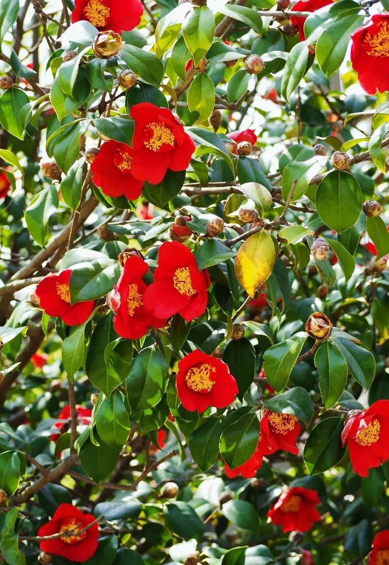 耐寒茶花品种有哪些？-图1