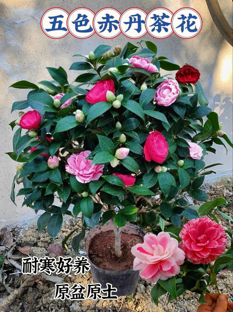 耐寒茶花品种有哪些？-图2