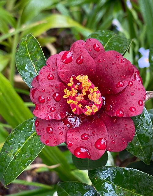 耐寒茶花品种有哪些？-图3