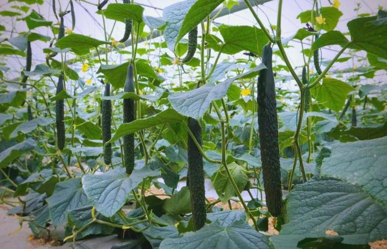 大棚黄瓜栽培视频有哪些技术要点?-图3 大棚黄瓜栽培视频有哪些技术要点?-图3