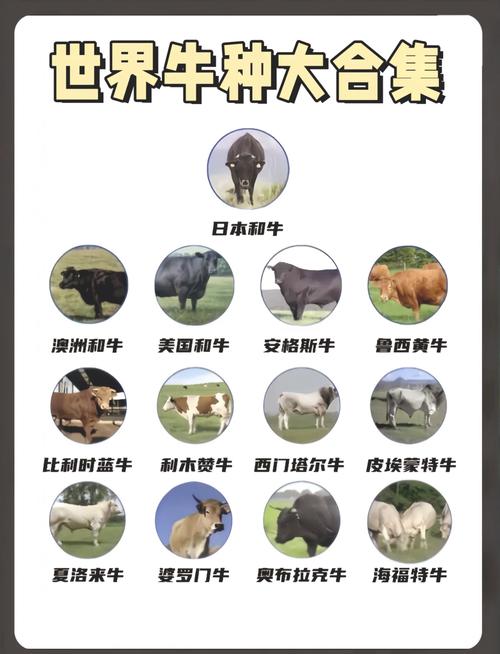 养牛选啥品种效益最高？-图2