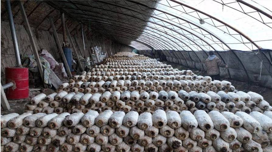 冬季大棚香菇如何精细管理?-图1 冬季大棚香菇如何精细管理?-图1