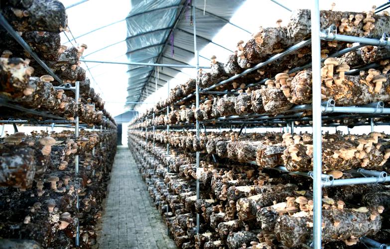 冬季大棚香菇如何精细管理?-图2 冬季大棚香菇如何精细管理?-图2