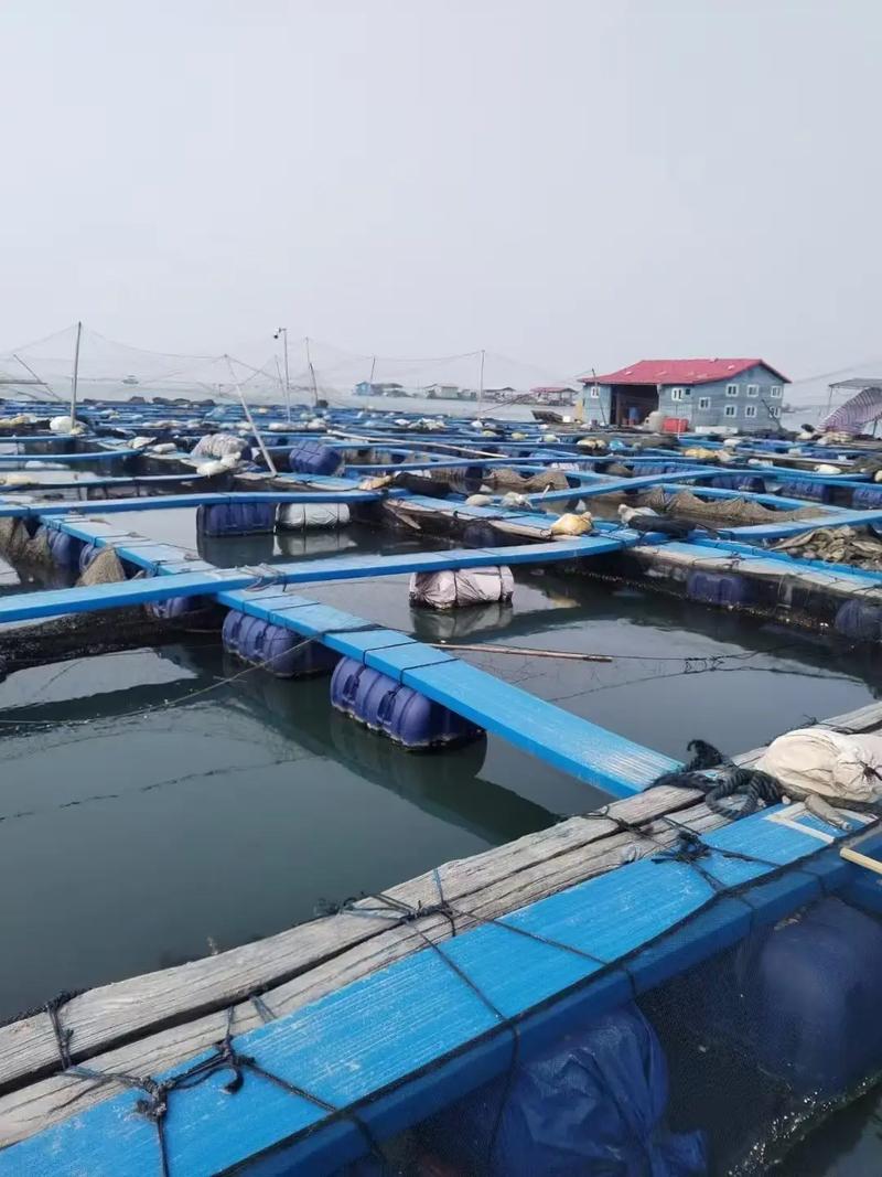 湖泊围网鳙鱼养殖技术-图2