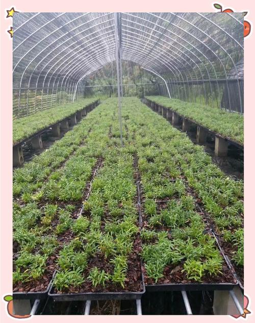 农村新技术 石斛种植-图1