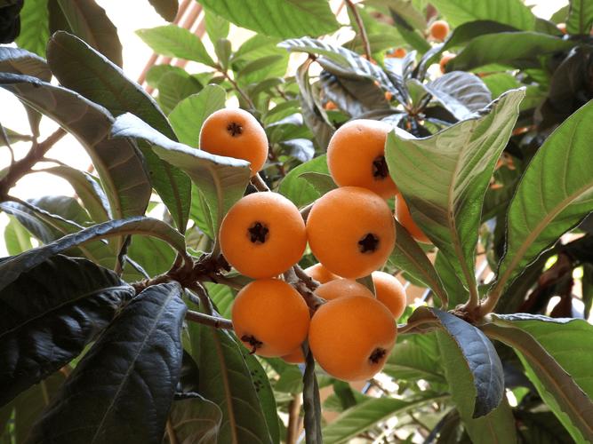 每日农经枇杷种植技术-图1