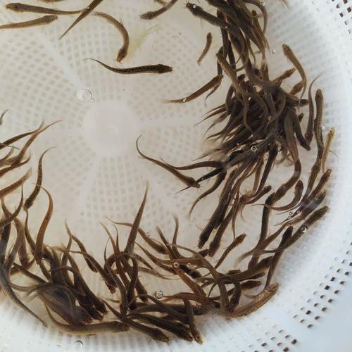 台湾泥鳅的品种知多少-图2