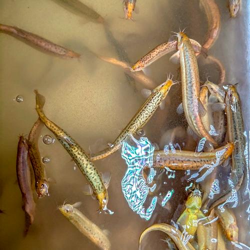 台湾泥鳅的品种知多少-图1