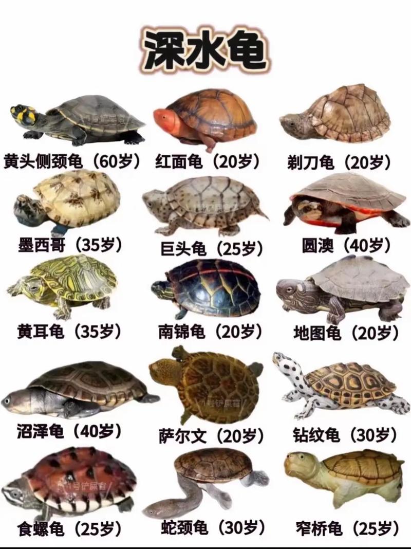 中国龟类品种有哪些？-图2