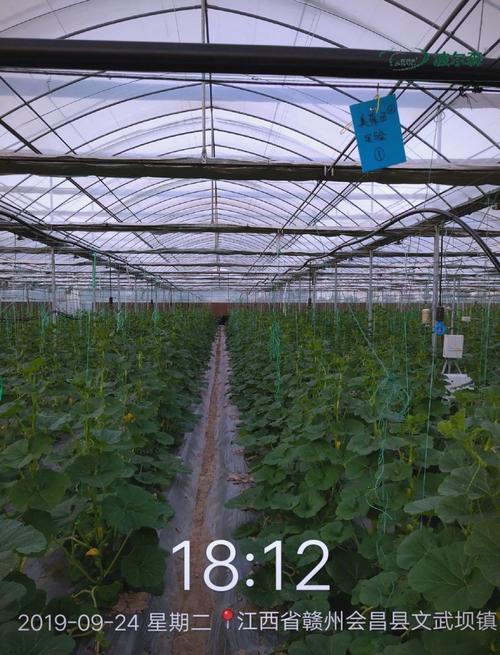 贝贝南瓜种植技术图片-图1