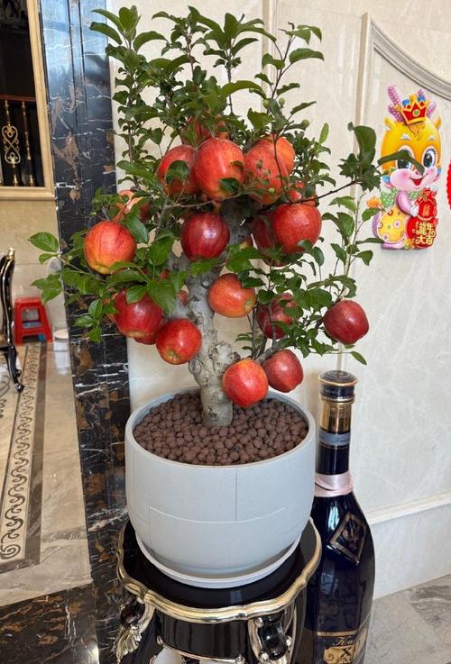 盆栽苹果管理技术视频-图1