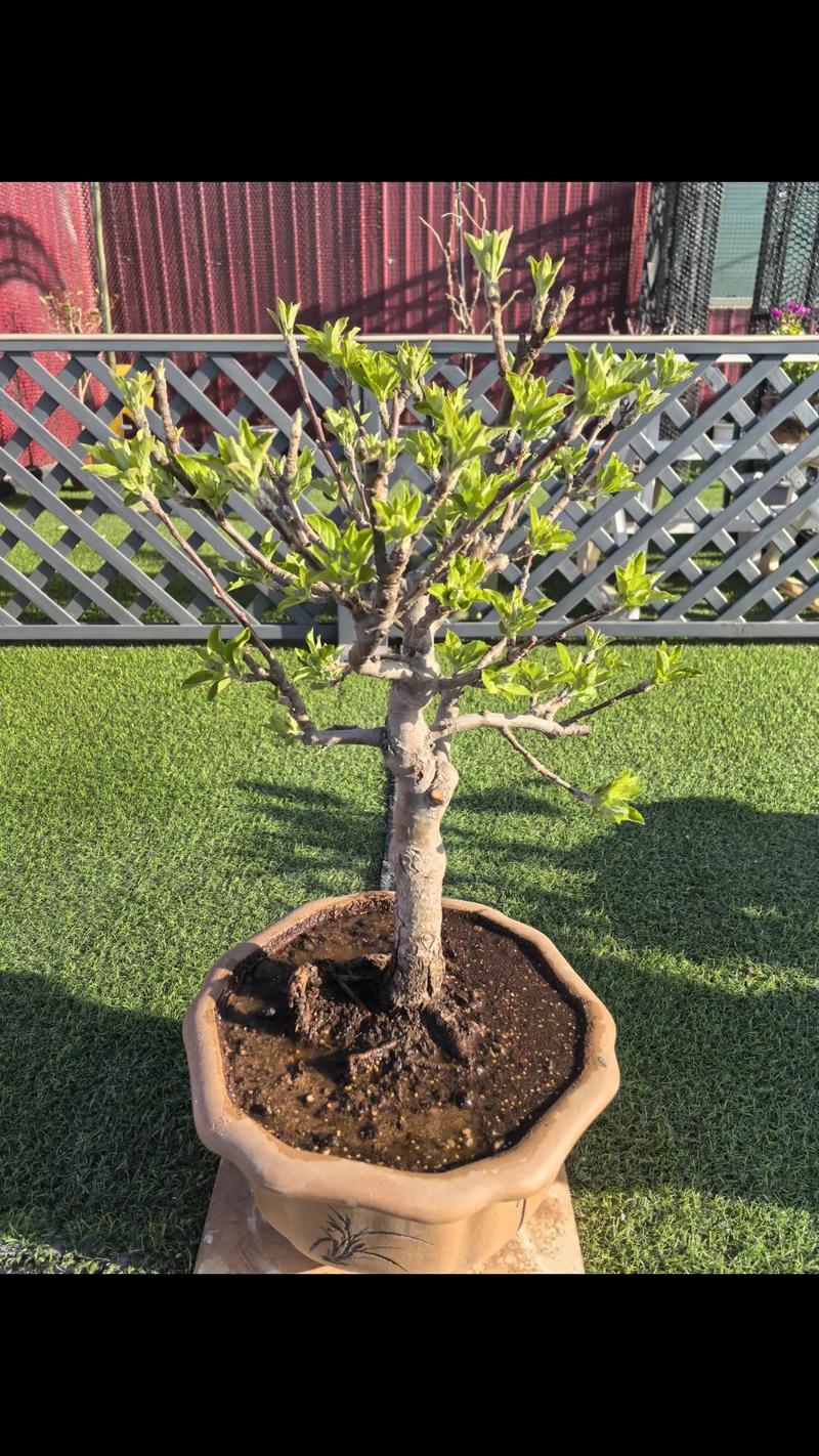 盆栽苹果管理技术视频-图2