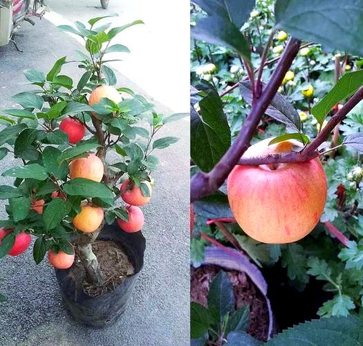 盆栽苹果管理技术视频-图3