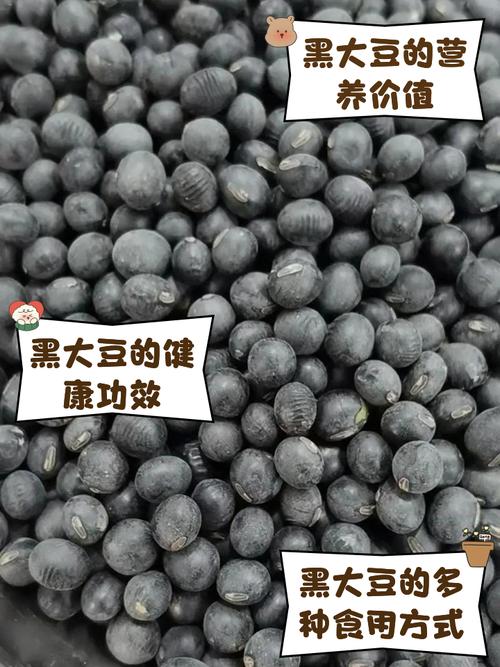 东北种黑豆有哪些关键技术要点？-图2