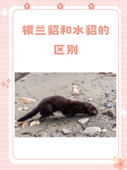 水貂配种前需掌握哪些关键技术?-图1 水貂配种前需掌握哪些关键技术?-图1