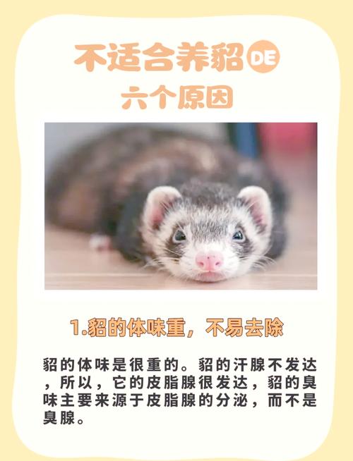 水貂配种前需掌握哪些关键技术?-图2 水貂配种前需掌握哪些关键技术?-图2