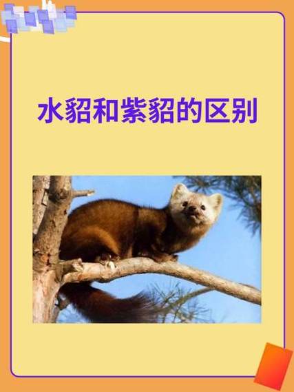 水貂配种前需掌握哪些关键技术?-图3 水貂配种前需掌握哪些关键技术?-图3