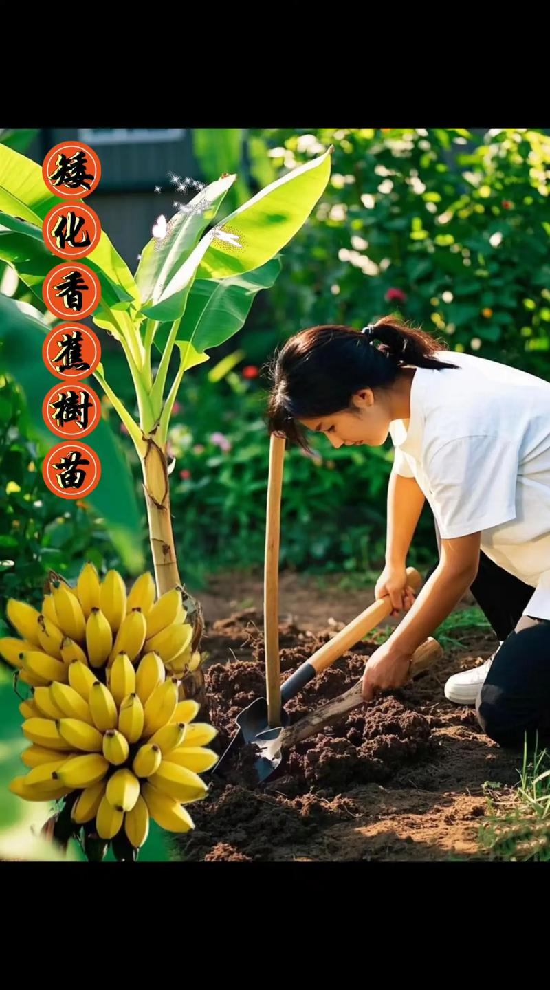 香蕉种植技术视频下载-图1 香蕉种植技术视频下载-图1
