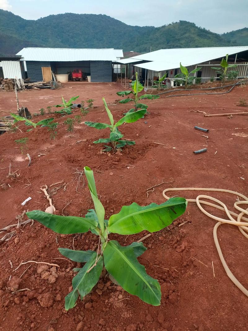 香蕉种植技术视频下载-图2 香蕉种植技术视频下载-图2