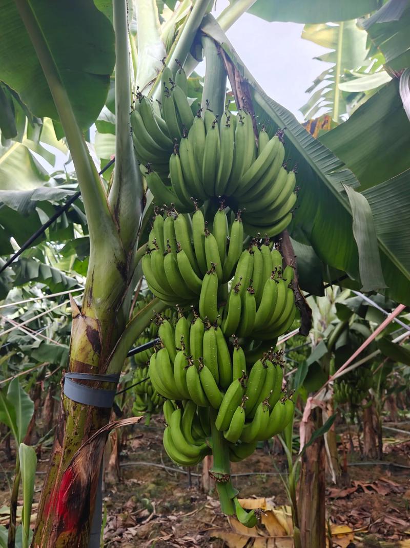 香蕉种植技术视频下载-图3 香蕉种植技术视频下载-图3