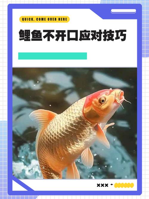 鲤鱼养殖技术视频，新手该怎么学？-图2