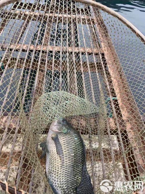 池塘网箱养罗非鱼技术要点有哪些?-图3 池塘网箱养罗非鱼技术要点有哪些?-图3